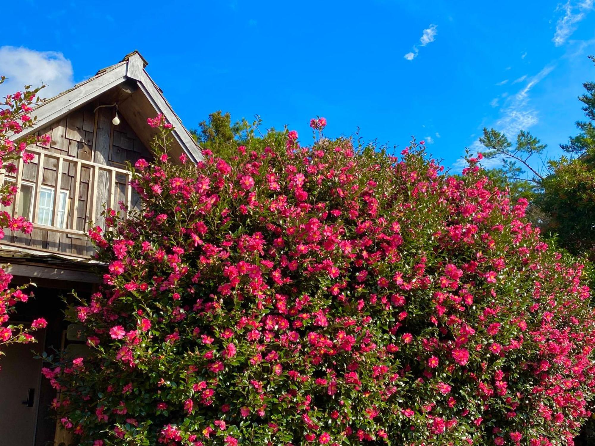 Вилла Log Park Dochidol Ranch Чеджудо Экстерьер фото