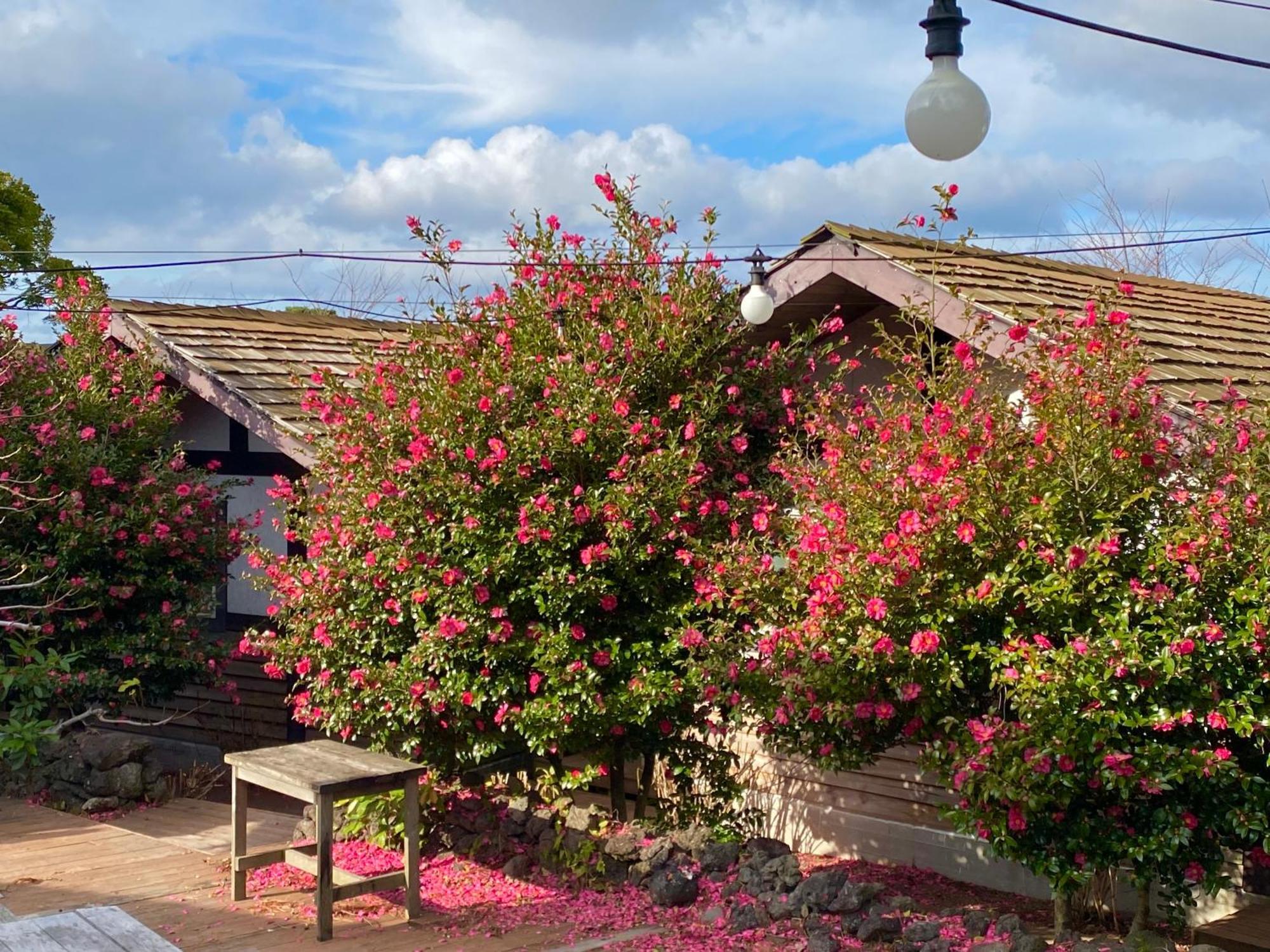 Вилла Log Park Dochidol Ranch Чеджудо Экстерьер фото